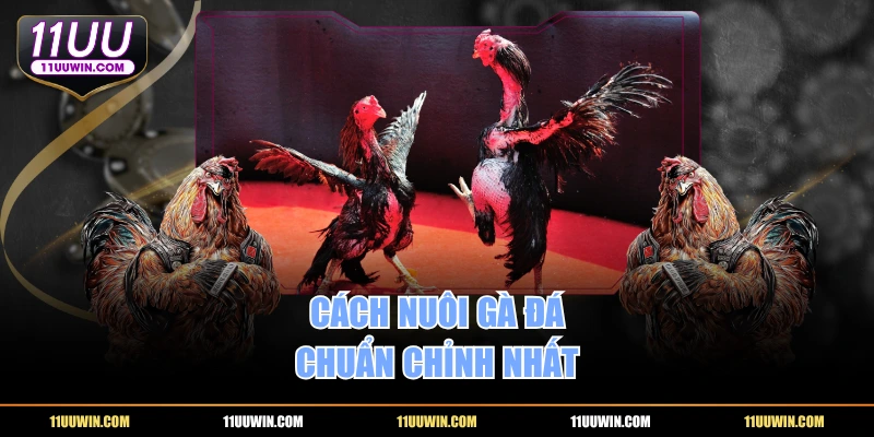 Cách nuôi gà đá chuẩn chỉnh nhất